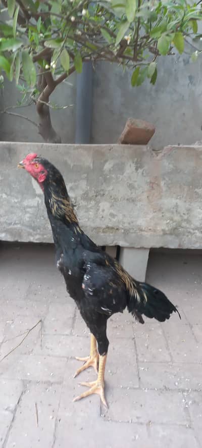 Jarman shamo for sale