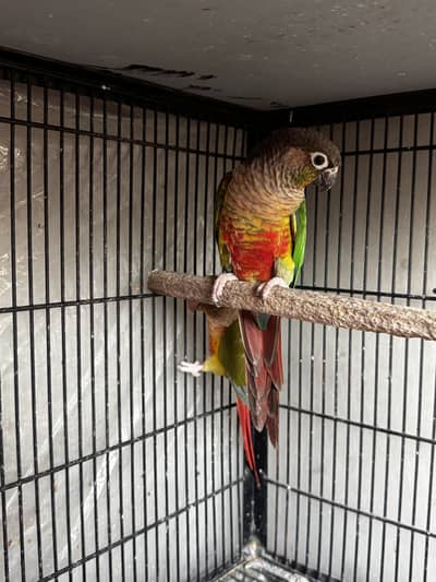 Breeder pineaple conure pair
