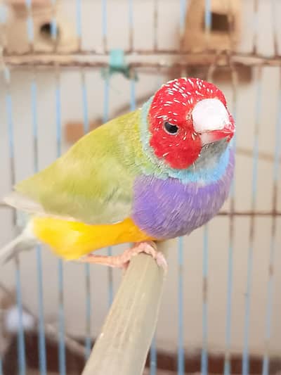 Exhibition Breeder Gouldian Pair