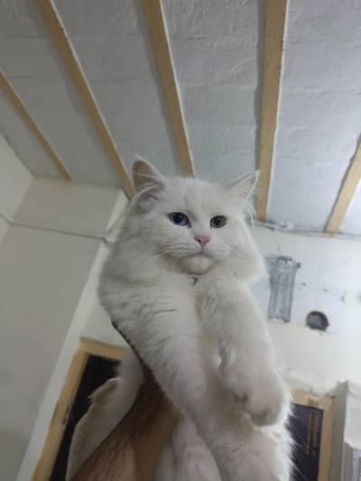 persian male cat (double coated)