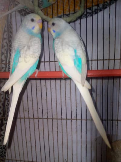 healthy and active budgies for sell in best pirice