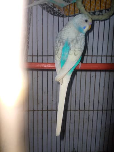 healthy and active budgies in cheapest price