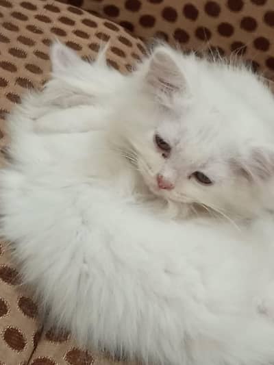 Pure Persian Kittens for sale