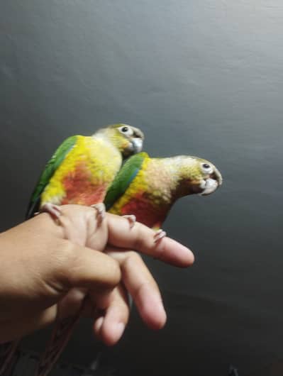 Pineapple green side red factor pair proper hand tamed