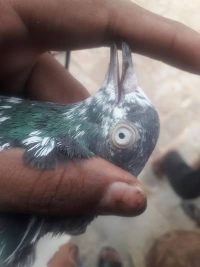 dedi femile ki zaroet h