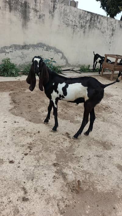 PURE AMRATSARI BETAL NAGRA DABA BAKRA FOR SALE