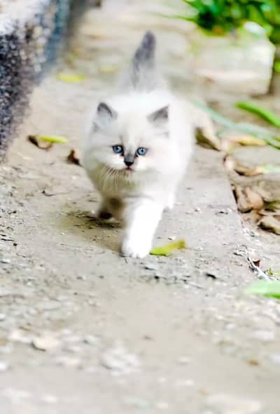 triple cout UNIQUE Pattern kitten