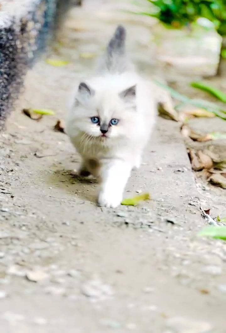 triple cout UNIQUE Pattern kitten 0