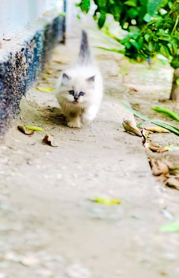 triple cout UNIQUE Pattern kitten 1