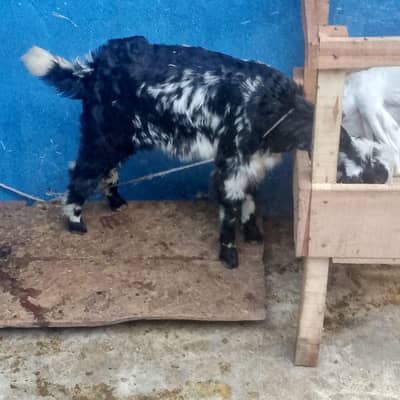 Taydy Bakra Mashallah Buhat Khub Hai