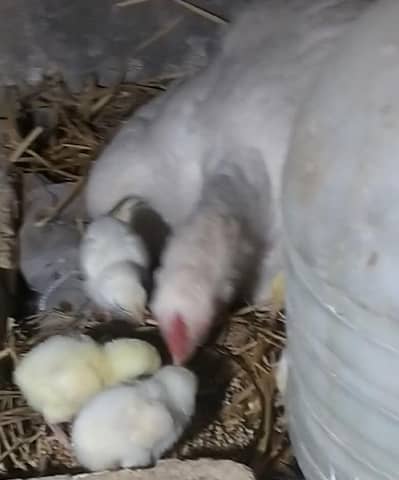 Beautiful White Heera chick
