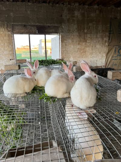 Newzealand white Rabbits