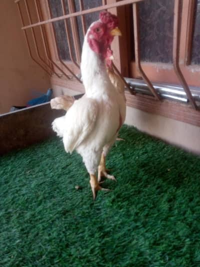 ko shamo pair 03111323325