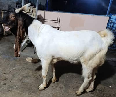 Full Size Male for Qurbani 26