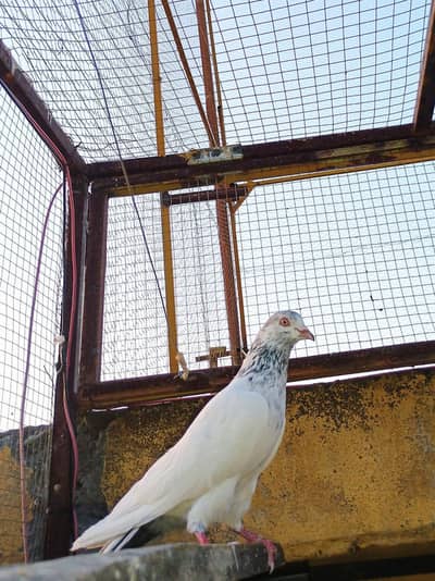 Health Pigeon pair for sale
