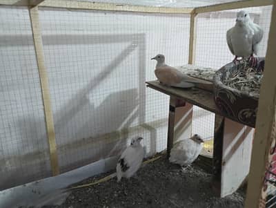 Breeder Dove and Quail Full colony