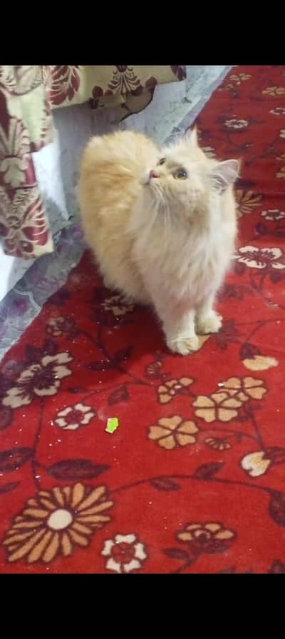 pure Persian breaders