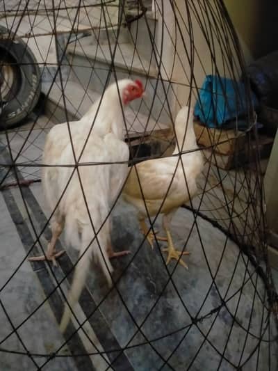 Heera aseel paper white pair for sale 03105018329