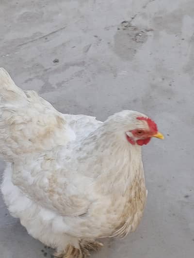 white and golden buff