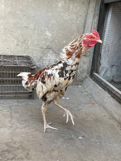 Desi 2 Male for sale