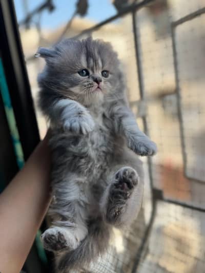 Triple Coated Persion Kitten Female