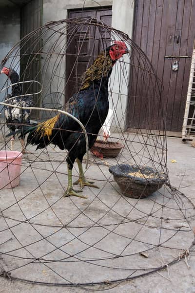 aseel burmi 3324594371