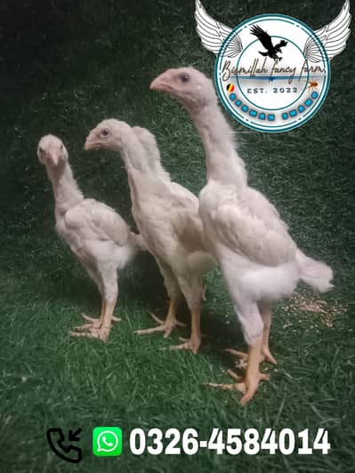 shamo | White shamo | Black shamo | king shamo | shamo chicks |o shamo