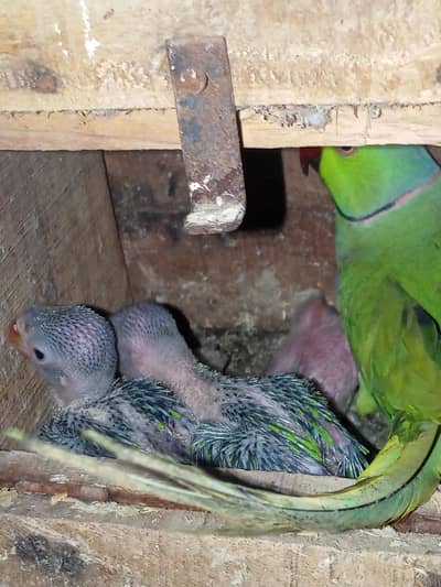 Green ringneck chicks for sale