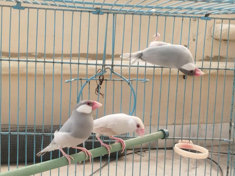 Gray Fawn Silver Opal Java 0