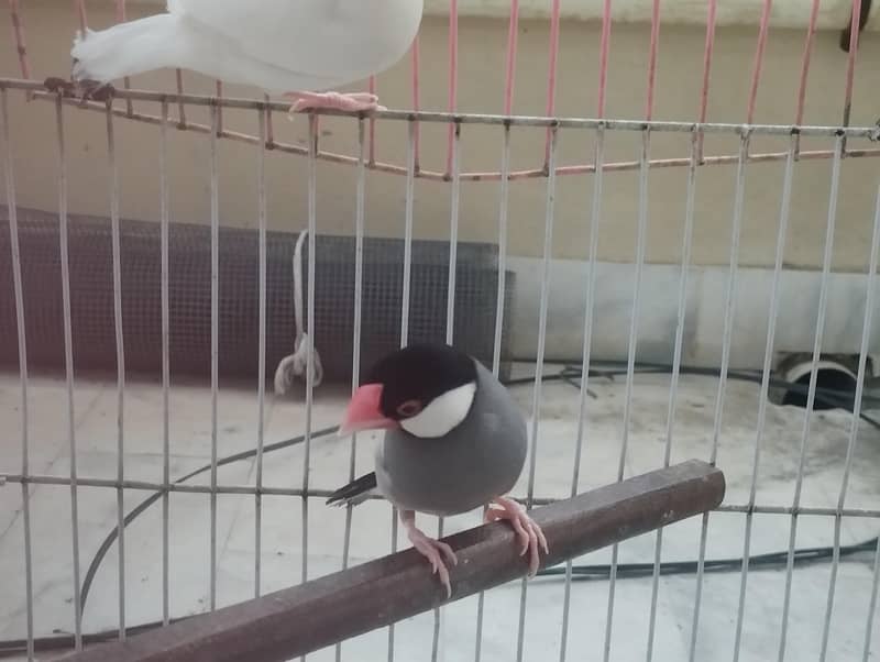 Gray Fawn Silver Opal Java 1