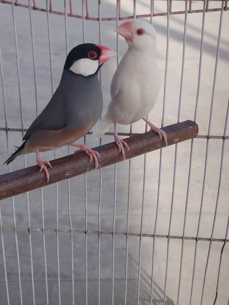 Gray Fawn Silver Opal Java 2