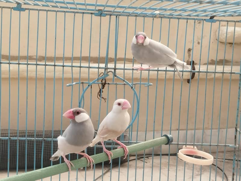 Gray Fawn Silver Opal Java 5