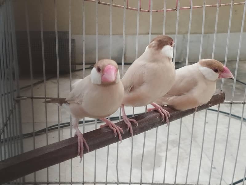 Gray Fawn Silver Opal Java 6