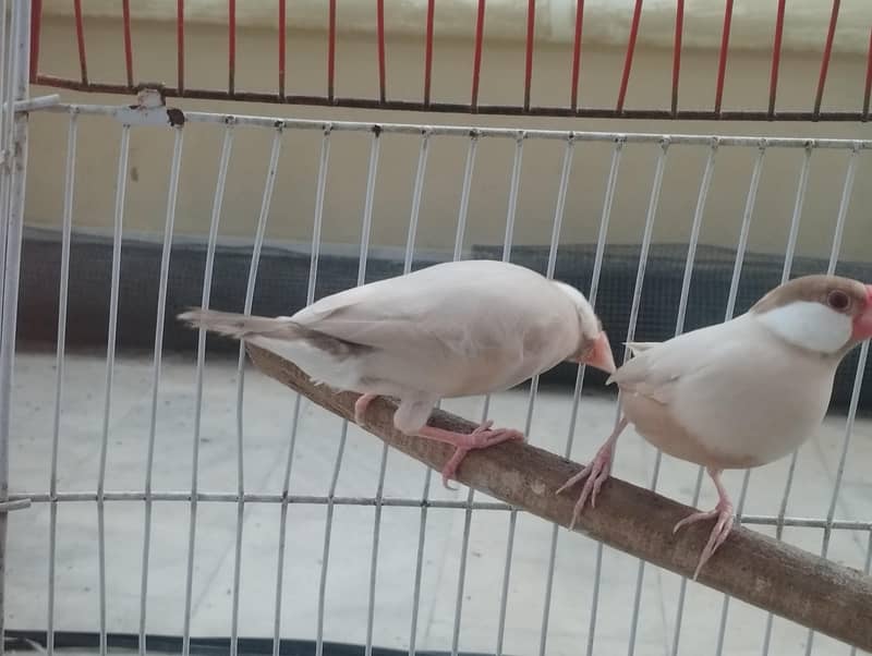 Gray Fawn Silver Opal Java 7