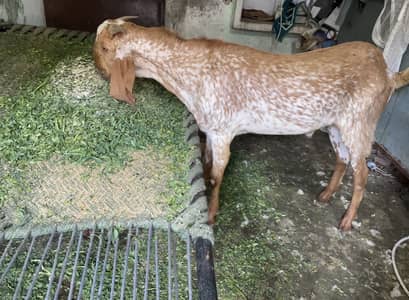 Makhi cheena bakra lela goat