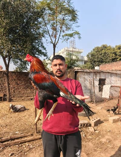 High Quality Aseel Pair  With 2 New Born Chicks