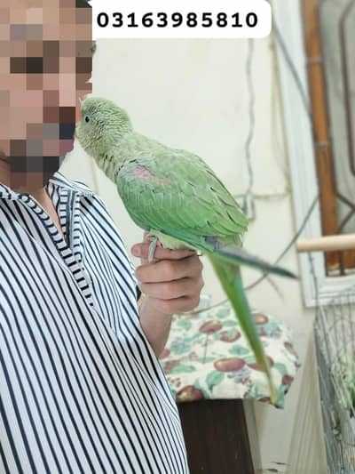 3 Months Alexander Baby for Sell