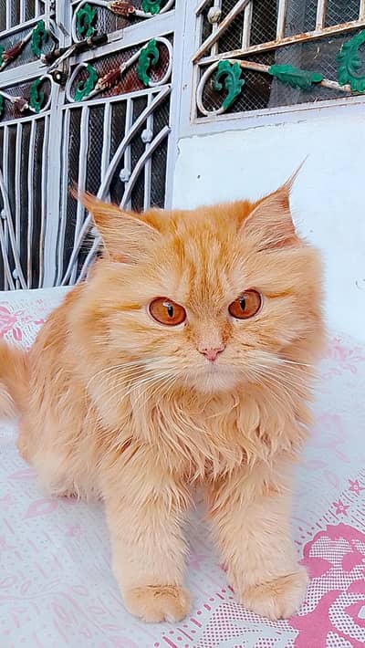 Beautiful Fluffy Persian Female Cat for Sale (Vaccinated) 