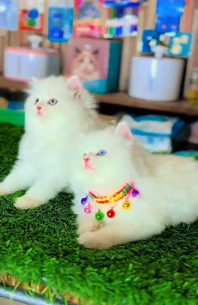 Persian cat,in kitan for Sale may WhatsApp 03464644037