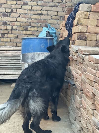 Premium German Shepherd