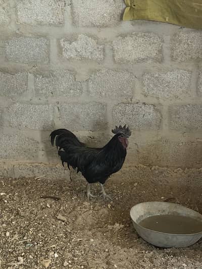 Ayam cimani 3 males 5 females