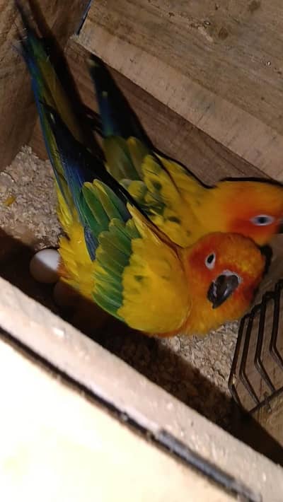 Sun conure High Red FacTor