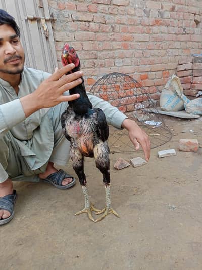 pakoya cross patha for sale age 10 month