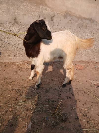 6 month female for sale