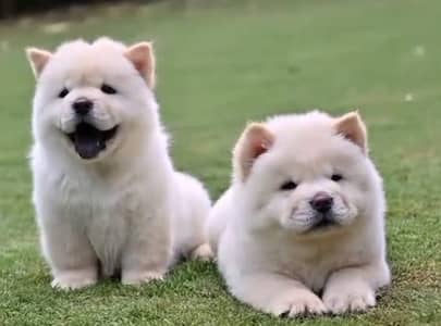 Chow chow puppies available +92,330,540,611,5