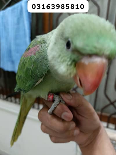 Leafy 3 month baby for Sell