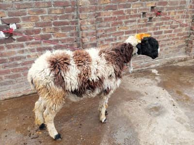 puar mundri bhed or ak chatra for sale