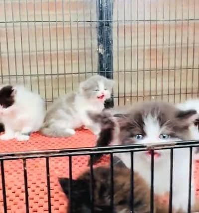 Quality Persian Punch face cat & kitten= Mor 03205959094=WhatsApp