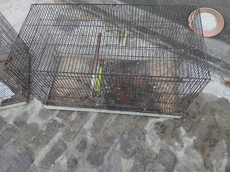 birda cage 1