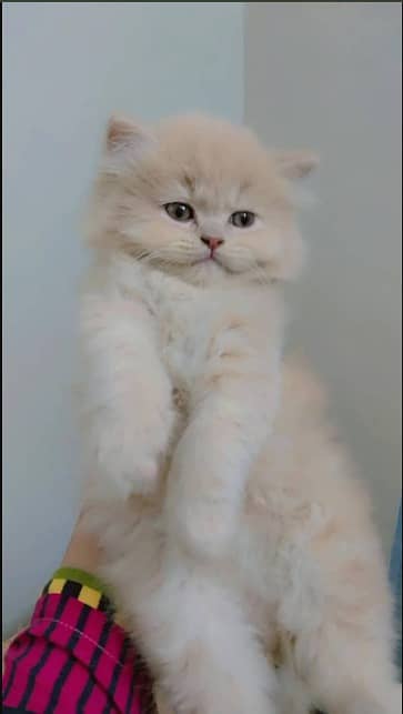 Persian kittens| triple coated|Punch Face kittens |white fawn pair